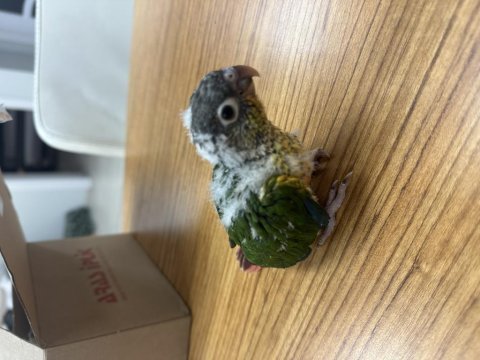 3 adet el besleme bebek konur