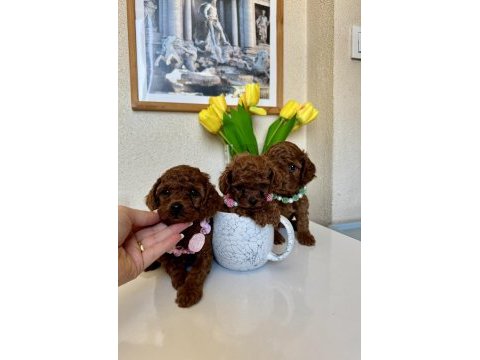 Toy poodle safkan yavrular