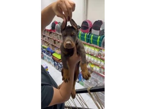 Kızıl doberman yavrularımız