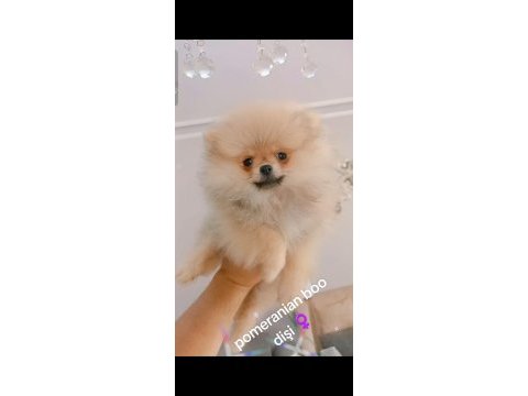 Pomeranian boo dişi yavru