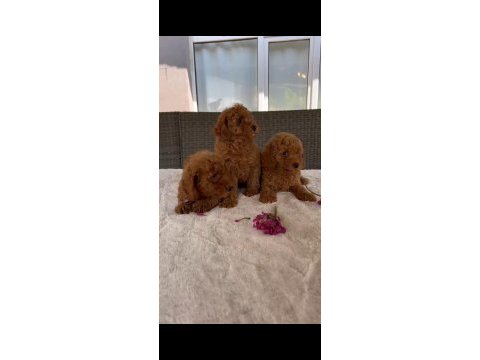 Orjinal toy poddle yavrular