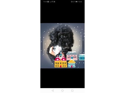 Evde bakılabilecek tek ırk toy poodle