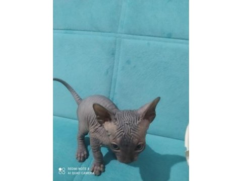 Antalya içi erkek sfenks kedisi