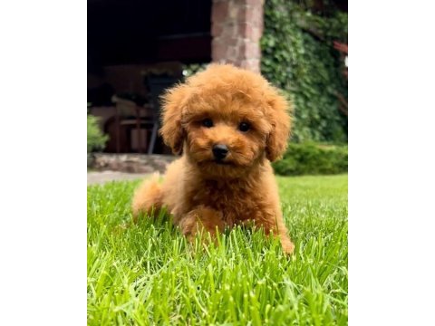 Dünya tatlısı poodle yavruları