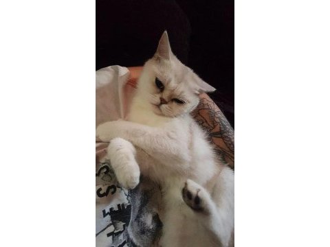 Ns 11 british shorthair kızımıza eş arıyoruz