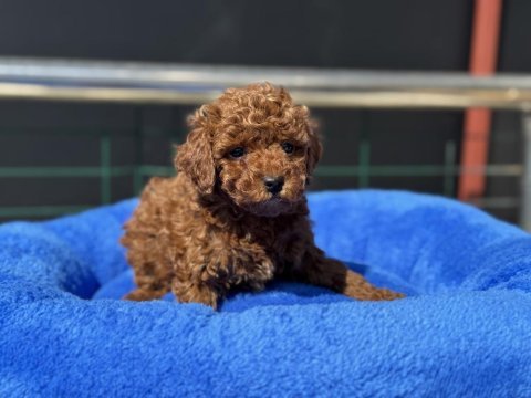 700 gr 4 aylık kore micro tea cup poodle