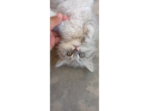 Kedi 2 aylık british shorthair mama yiyor