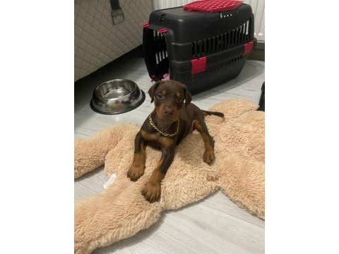 Asil ve güçlü doberman yavrular sahiplerini bekliyor