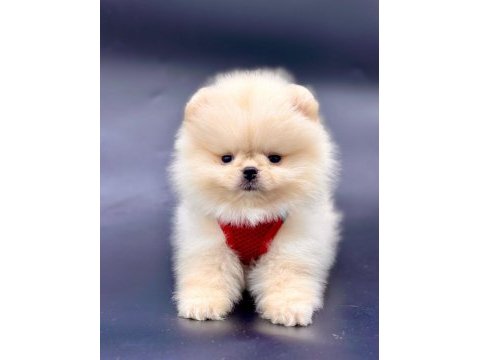 Sevimli pomeranian boo yavrularımız