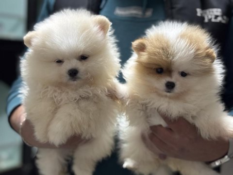 Ankranın en seçkin teddy face pomeranian yavruları