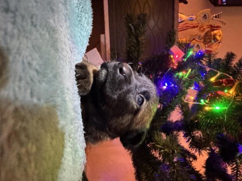 İş hattı malinois yavrularımız