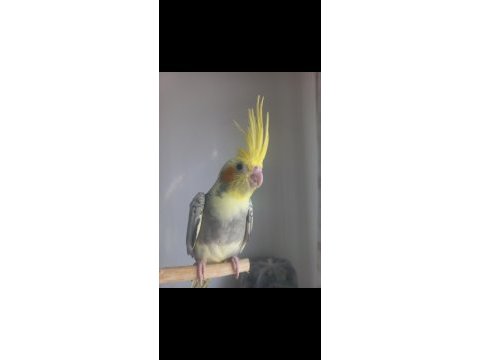 Full evcil ısırmaz sultan papağanı yavrusu