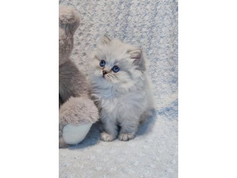 Harika bir minik british longhair