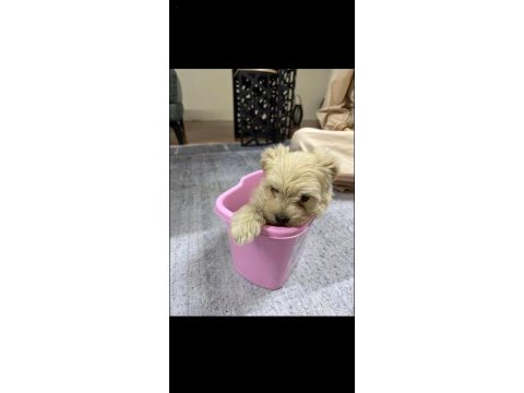 3 aylık maltipoo terrier dişi
