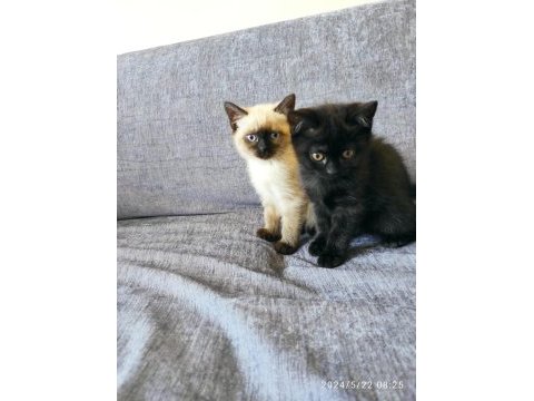 2.5 aylık siyam kedisi kayseri