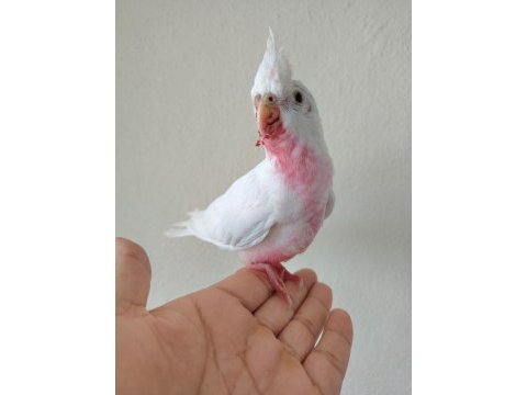 Albino bebek sultan papağanı