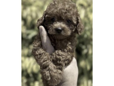 Toy poodle yavrusu