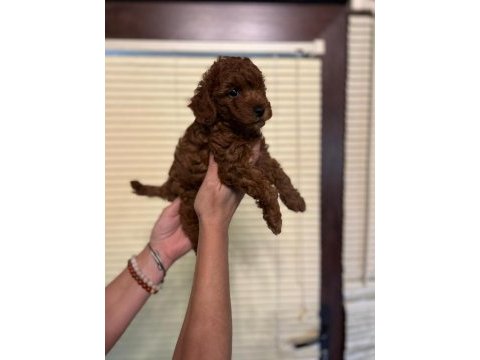 Oyuncu toy poodle yavrularımız