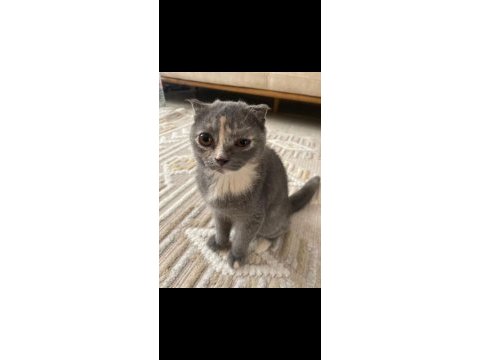 Scottish fold yavrularımız sahiplendirilmeye hazır