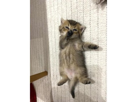 Golden n12 british shorthair orjinal safkan
