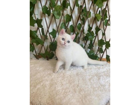 British shorthair golden point dişi ny1233