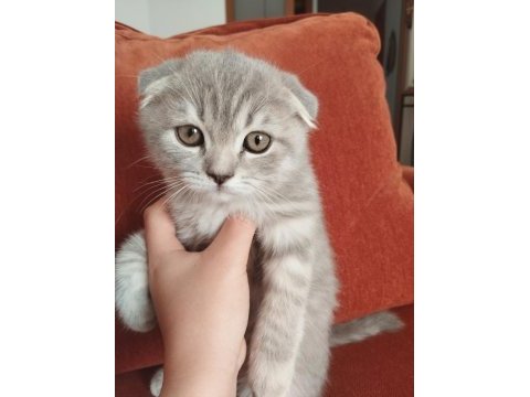 Cins scottish fold yavru