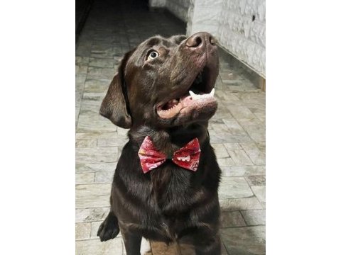 2 yaşında kısır erkek çikolata labrador