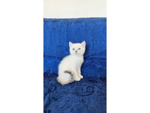 Maviş british shorthair oğlumuz