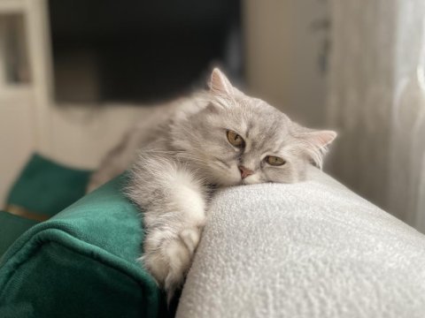 Mama karşılığı british longhair dişi