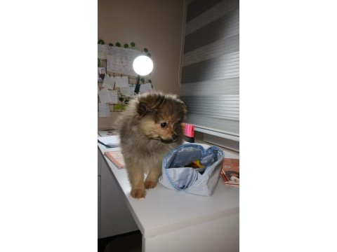 Saf pomeranian erkek yavru