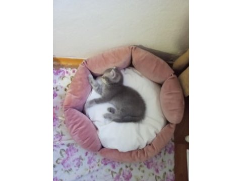 Akıllı oğlumuz gitmeye hazır british shorthair
