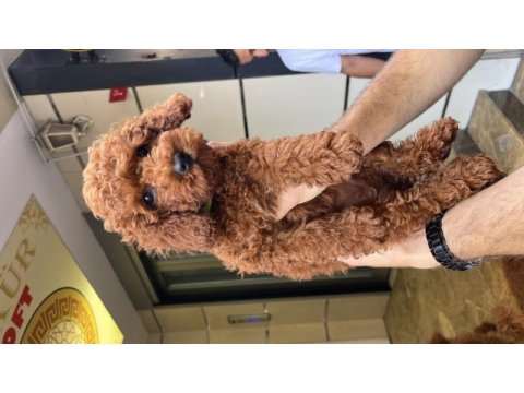 Sevimli poodle yavrular ailesini arıyor