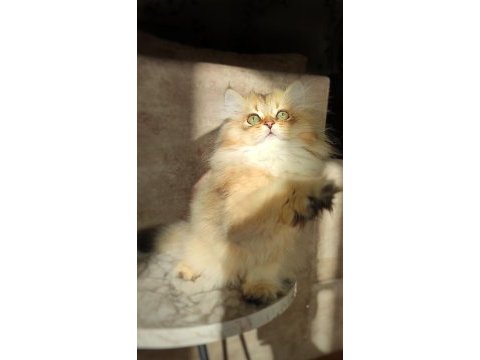 British longhair golden