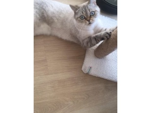 Ücretsiz silver golden point british shorthair