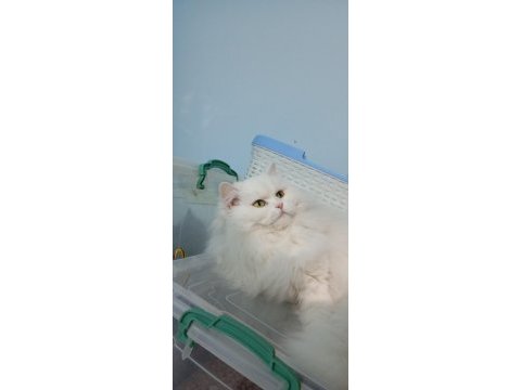 Süt beyaz dişi british longhair