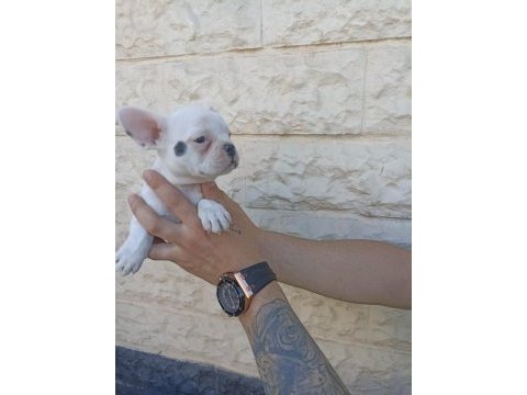 Anne altından muhteşem ırk güzeli french bulldog yavrular