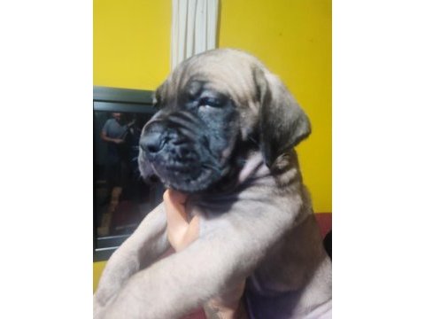 Safkan italyan fawn dişi cane corso
