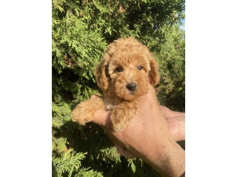 Mini red poodle (teacup)