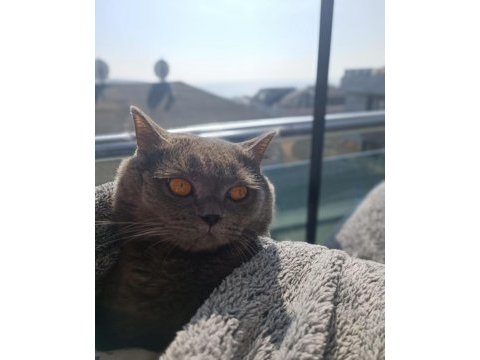 1.5 yaşında british shorthair duman yavrumuz