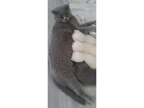 2 aylık anne scottish fold baba british orijinal ırk