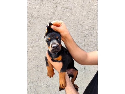 Anne baba fci kif a şecere doberman yavruları