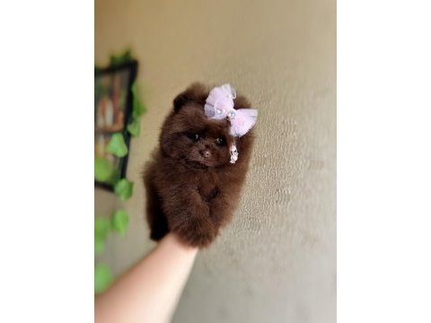 Çokolata ayıcık pomeranian prenses