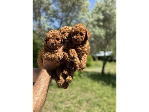 Anne altından toy poodle