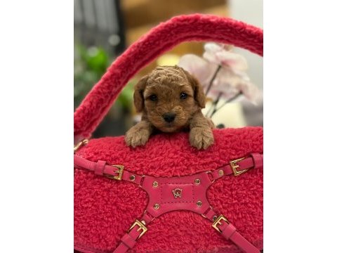 Yeni gelen maltipoo bebeklerimiz