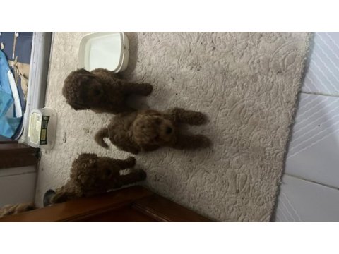 Toy poodle köpeği