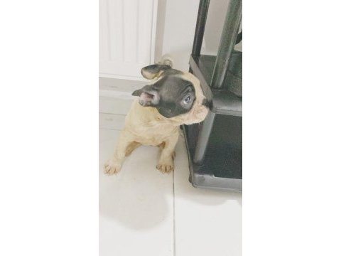 French bulldog yavrularımız safkan ırk garantili