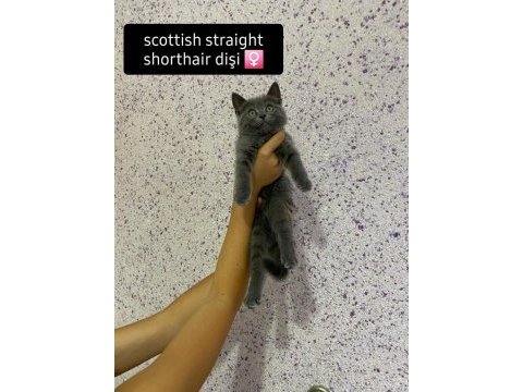British ve scottish yavrular