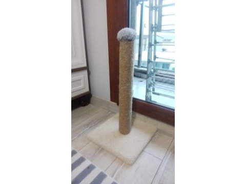 Scottish fold kırık kulak erkek kedimi sahiplendiriyorum
