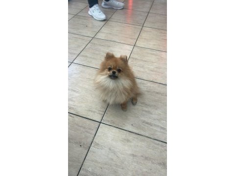 Teacup yetişkin dişi pomeranian