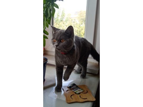 Daha dün gece doğdu yavrularım british shorthair